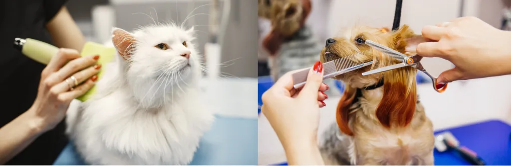 Cat and Dog Grooming Sections, Buddies Pet Grooming & Spa, Colchester
