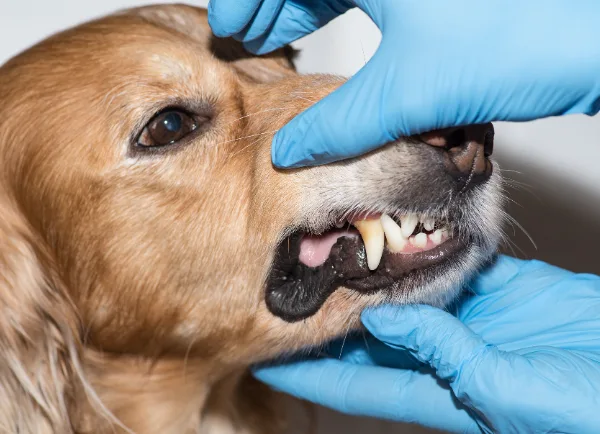 Dog and Cat Oral Hygiene, Cat and Dog Teeth Cleaning, Buddies Pet Grooming & Spa, Colchester